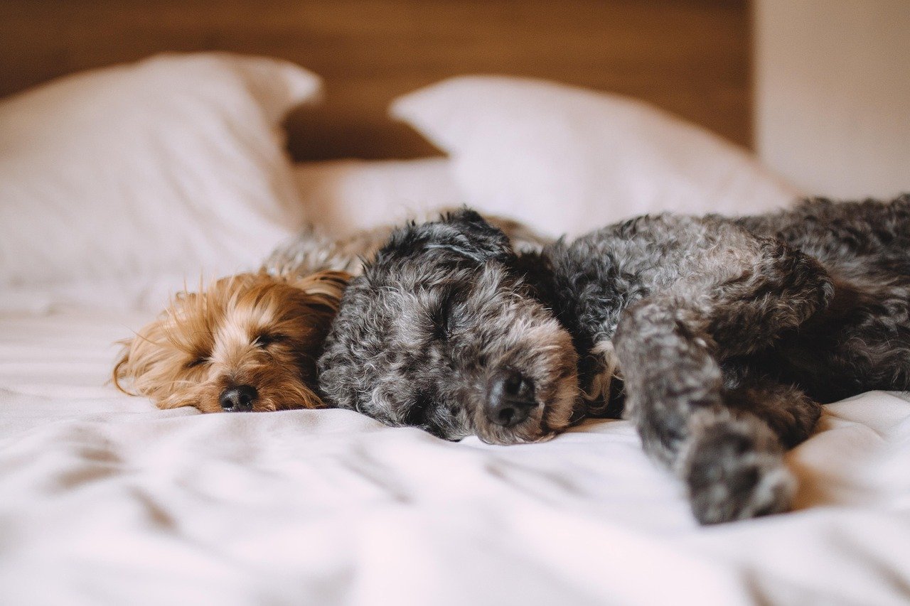 The Secret to a Happy Pet? A Purr-fectly Comfy Bed!