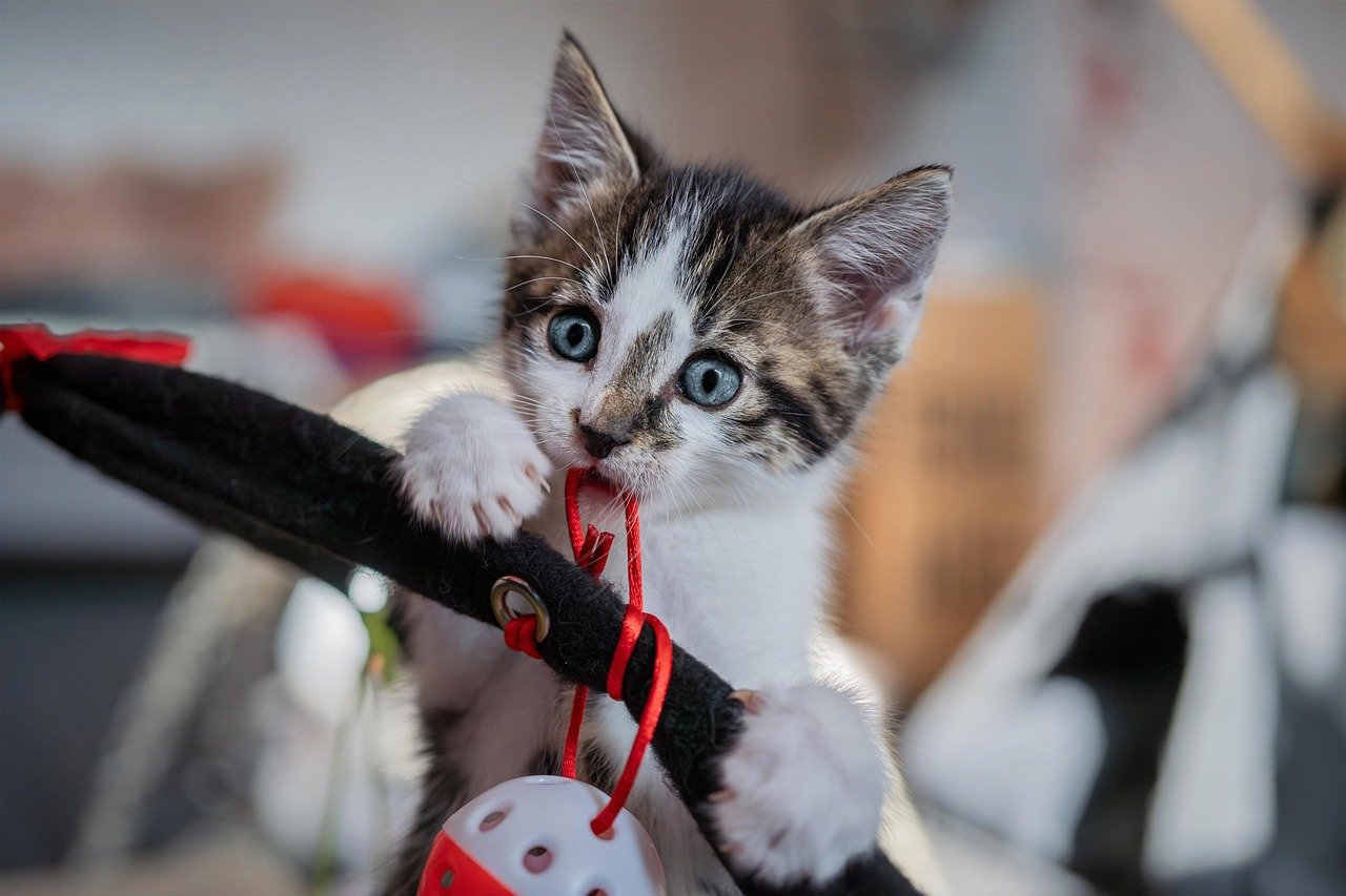 Unleash the Fun: Why Every Pet Needs Interactive Toys