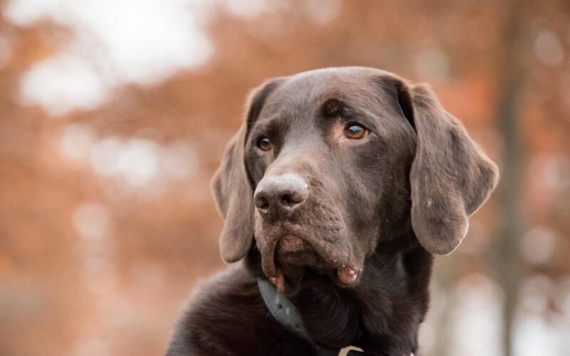 Beyond Basic: Accessorize Your Pet with Style and Safety